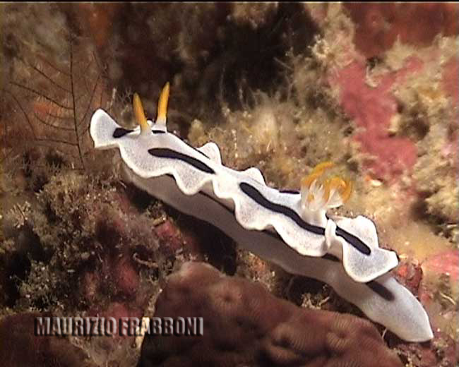 crom  sp.jpg - 39151 Bytes